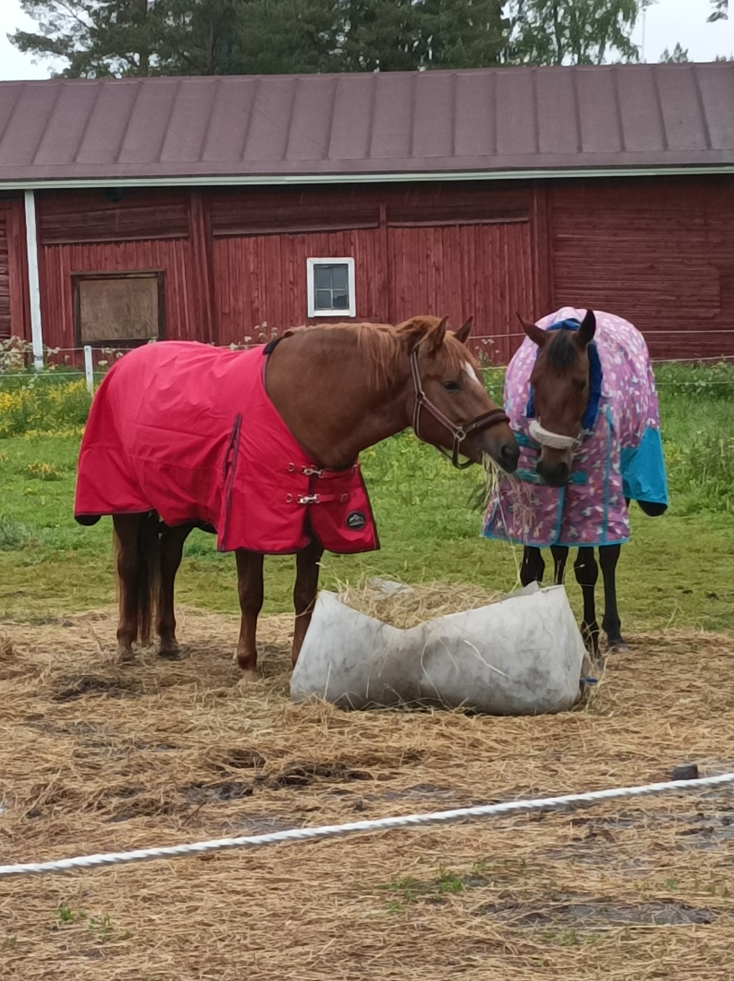 Vanni ja Adelia