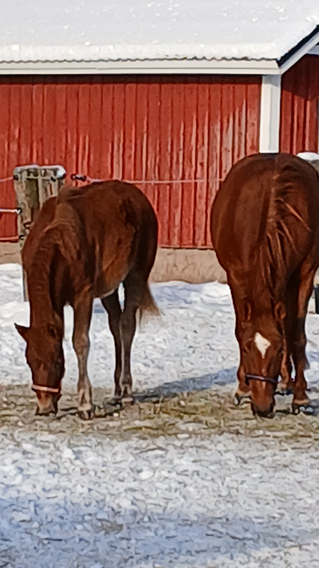 Vilma ja Vanni